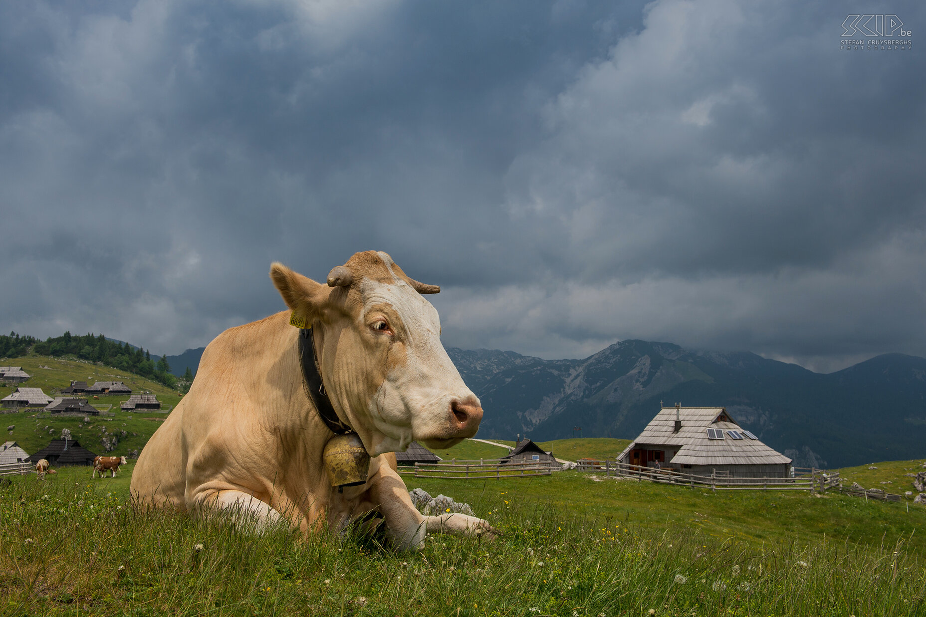 Velika Planina - Koe  Stefan Cruysberghs